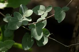 Image result for Adenia fruticosa