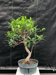 Image result for Ficus conraui