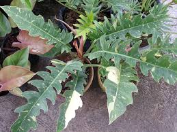 The Wonderful And Rare Philodendron Ring Of Fire Plant Leaves Plants Philodendron