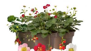 Find the best information and most relevant links on all topics related tothis domain may be for sale! Bushel And Berry Debuts Three New Strawberries Greenhouse Grower