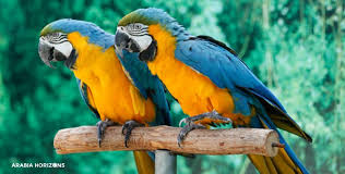 Pin On Dubai Attractions