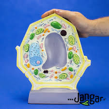 Make edible plant cell models. Plant Cell Model Jangar Pl