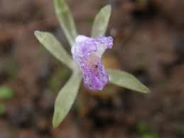 Image result for Nervilia crociformis