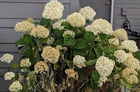 Water the plant well an hour or so before you plant it. Watering Hydrangeas Plant Addicts