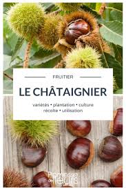 Epingle Sur Arbres Et Arbustes