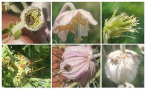 Image result for Clematis villosa