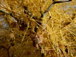 Image result for Cuscuta approximata