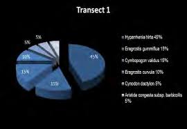 Image result for Eragrostis gummiflua