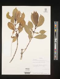 Image result for Craterispermum schweinfurthii