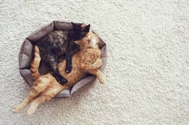 Eine jungkatze alleine ohne sozialpartner den ganzen tag über in einer wohnung zu halten entspricht nicht der normalen lebensweise einer katze, obwohl sich das gerücht hartnäckig hält, katzen seien einzelgänger. 7 Tipps Die Sie Vor Der Anschaffung Einer Katze Unbedingt Beachten Sollten Cat S Best