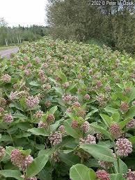 Milkweed Asclepias Syriaca 30 Seeds Per Pack Gmo Free Heirloom Medicinals Organic Apocynaceae Butterfly Garden Plants Milkweed Plant Asclepias