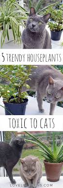 Some plants and flowers are only mildly toxic and others are downright deadly to cats. 5 Trendy Houseplants That Are Toxic To Cats Toxic Plants For Cats Cat Plants Flowers Toxic To Cats