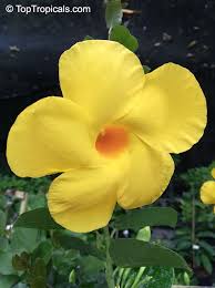 Image result for dipladenie žlutá obrázek