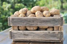 Come Conservare Le Patate Coltivazione Biologica