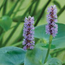Image result for Pontederiaceae