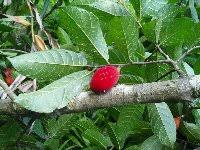 Image result for Bosqueiopsis