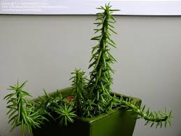 This monstrosa does not have the little nubs on the areoles like austrocylindropuntia cylindrica f. Plantfiles Pictures Austrocylindropuntia Species Eve S Needle Christmas Tree Cactus Austrocylindropuntia Subulata F Monstrosa By Rosinabloom