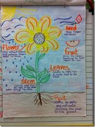 Parts Of A Flower Anchor Chart Science Anchor Charts