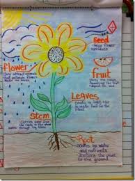 parts of a flower anchor chart science anchor charts