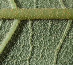 Image result for Polyscias fulva