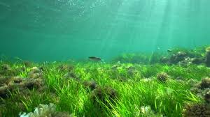 Image result for Cymodoceaceae