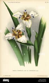 Image result for Neomarica northiana