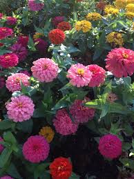 Zinnias Very Special Memories Zinnia Flowers Bloom Where You Are Planted Zinnias