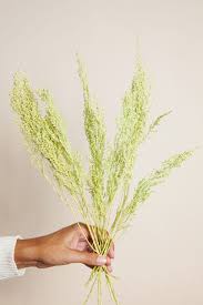 Image result for Stoebe