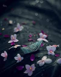 Nijay Jayan Photography Wallpaper Flowers Photography Nature Photography