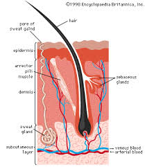 Seven primary malignant neoplasms of the skin composed of cells with features of merkel cells are described. Anatomy Gross Anatomy Physiology Cells Cytology Cell Physiology Organelles Tissues Histology Organs Regional Anatomy Organ