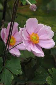 Anemone Hupehensis Var Japonica Anemone Flower Pictures Plant Fungus