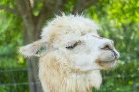 Rottweiler dog, rotwieler breeder, fur mama gift, pet groomer gifts, white elephant, funny weird, creepy cute, memorial sympathy, man cave. White Funny Lama Alpaca In New Zealand Stock Image Image Of Domesticated Neck 140720251