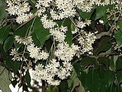 Image result for Cordia mukuensis