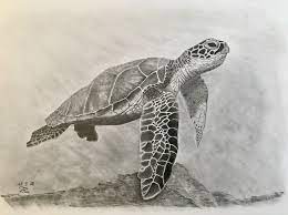 Green Sea Turtle Turtle Drawing Turtle Sketch Pencil Drawings Of Animals