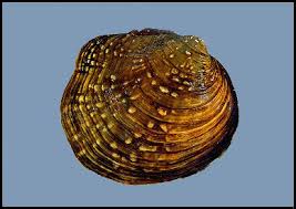 Image result for Bothriocline muschleriana