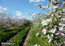 Image result