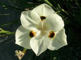 Image result for Iridaceae
