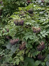 Image result for Sambucus canadensis