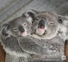 Best Friends Foreverrrrrr Koala Bear Koala Koala Marsupial
