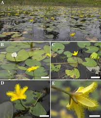 Image result for Menyanthaceae