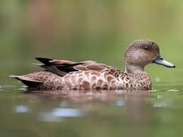 Image result for Anagallis gracilipes