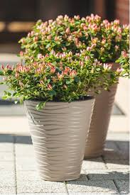 Image result for Holubia