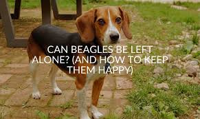 Since dogs are such social animals, we need to ensure they have the right level of interaction. Can Beagles Be Left Alone And How To Keep Them Happy Jubilant Pups