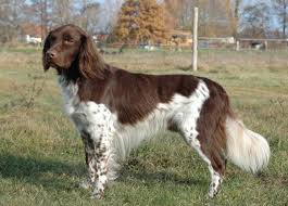 Image result for Velký münsterlandský ohař