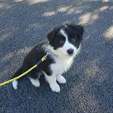 Pictures of border collie puppies. File Male Border Collie Puppy On First Walk Jpg Wikipedia