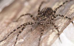 Check spelling or type a new query. Colorado Springs S Complete Guide To Wolf Spider Control