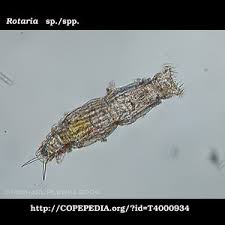 Image result for Rotala serpiculoides