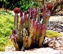 Image result for Pyrostria phyllanthoidea