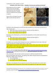 These drawings show how the population changed i. Natural Selection Mouse Fur Color 2019 Claudia Ross Gold 1 Evolution Of Fur Color In Mice U2013 Mutation Environment And Natural Selection1 Rock Course Hero
