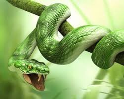 Snake 3d Wallpaper Snake Wallpaper Snake Images Snake